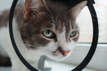 Pet cat in a veterinary collar close-up