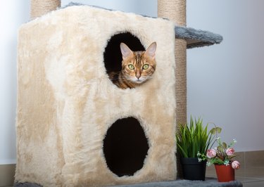A cute Bengal cat lies in a two-story cat house.