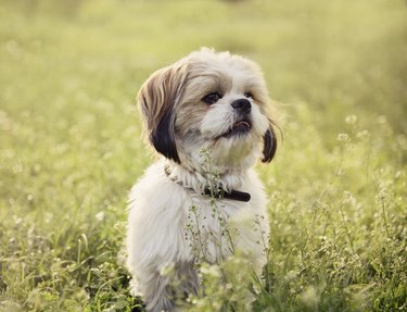 A Shih Tzu dog wearing a black collar is sitting in the grass and looking off-camera