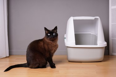 siamese cat sitting next to closed kitty litter box at home