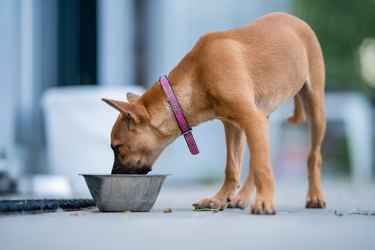 Brown cross breed dog with purple collar eating out of stainless steel bowl