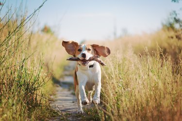 Happy dog running with flying ears