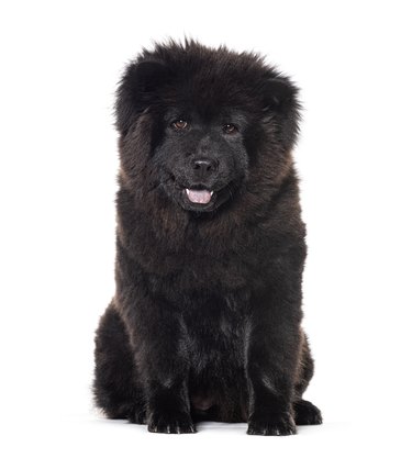 puppy Six months old black Chow-chow dog facing at the camera, isolated on white