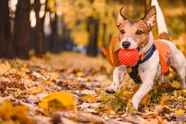 Happy funny dog playing fetch outdoors in park accidentally carrying fallen autumn leaf in mouth