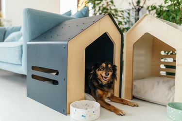Dog in contemporary living room with dog house