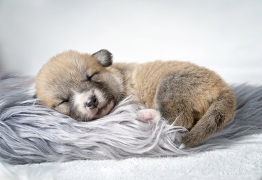 Sleepy corgi puppy