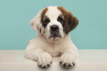 Saint Bernard puppy looking at the camera lying down on a white floor with a blue background.