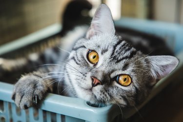 Silver tabby American shorthair cat with gold eyes sitting in a laundry basket.