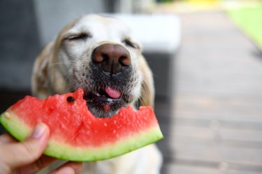 Labrador retriever eats with an appetite watermelon from hands. Selective focus.