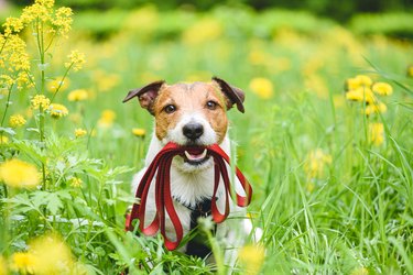 Spring season concept with dog holding leash in mouth inviting to go for walk outdoor