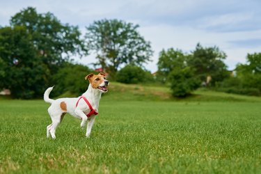 Active Cute Dog Running On Lawn With Green Grass.