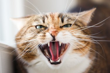 cat with open mouth looking angry and hissing