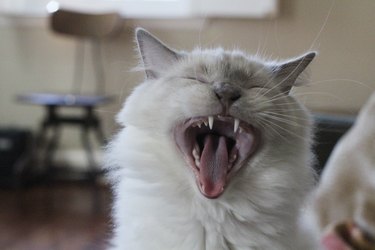 White Ragdoll Cat Yawning