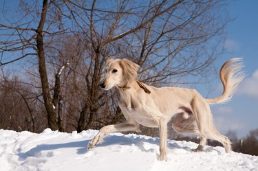 Beige saluki dog walking in the snow.