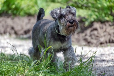 Schnauzer puppy outside on a sunny day