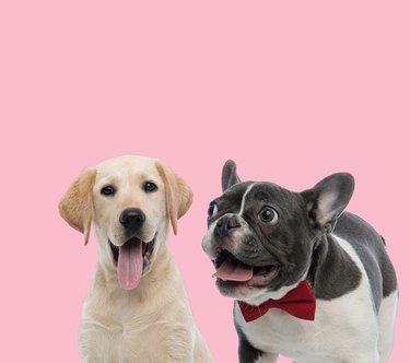 team of labrador retriever and french bulldog