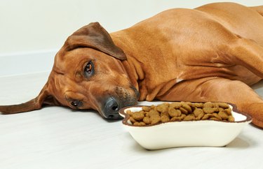 Dog lying on the floor next to bowl full of dry food and refuse to eat