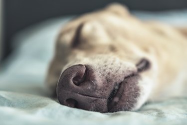 A close up picture of a dog's nose, sleeping on a bed.