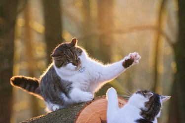 Two gray and white tabby cats fighting on a log outdoors or playing, animal behavior and relationship.