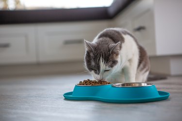 Gray and white cat eating from a turquoise food dish.