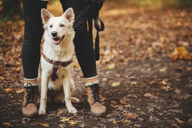 Cute dog sitting at owner legs in autumn woods. Traveling with pet, loyal companion. Adorable white swiss shepherd dog hiking with young woman hipster in fall forest