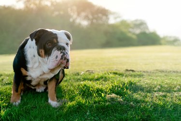 Black tri-color english british bulldog sitting on the grass in sunny spring  day