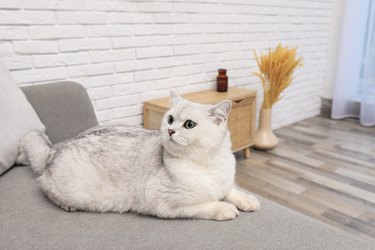 Adorable white British Shorthair cat on sofa at home. Cute pet