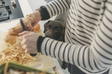 Dog watching woman peeling potatoes