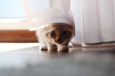 Funny cat hidden under a small white curtain, selective focus.