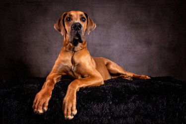 Great Dane dog