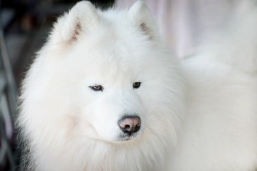 Samoyed dog