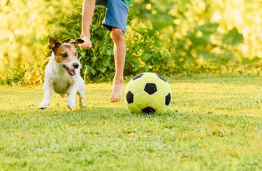 Family with dog playing football (soccer) recreationally at backyard lawn on sunny summer day