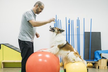 Male physiotherapist training Border Collie on fitness balls at center