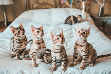 Row of Bengal Kittens on a bed.