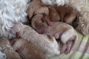 Newborn puppies sleeping next to their mother