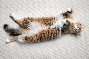 Cat lying upside down and stretched out.