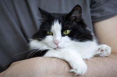 A cute black and white domestic cat sits in the owner's arms. Life style. Pets, veterinary medicine