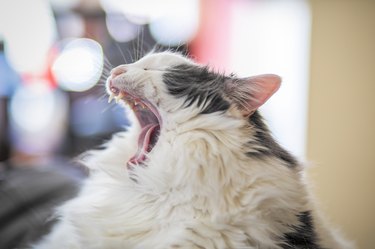 Profile of Big Cat Yawning