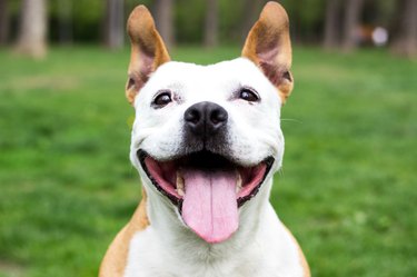 Friendly Dog having a big smile