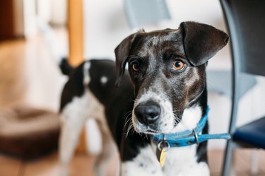 Black and white dog portrait wearing a blue collar