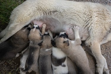 Close up of mother dog feeding her puppies