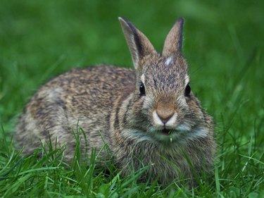 Close-up portrait of cottontail on grassy field
