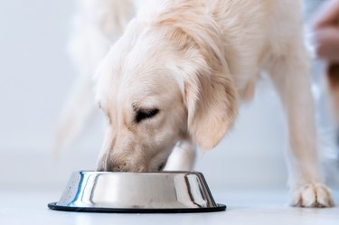 Beautiful lovely white dog licking water from a bowl placed on the living room floor at home.