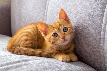 A small red tabby kitten lies on the couch