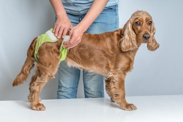 Woman changing diaper of her dog - estrus cycle concept