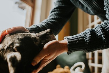 A man leans in towards an old black dog, gently supporting her chin on his hand and stroking her head