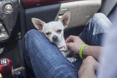 Chihuahua in the car