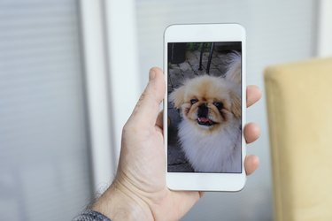Man holding mobile phone with a dog on the screen.