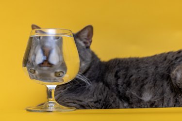 A cat face looks funny behind a full glass of water with a yellow background
