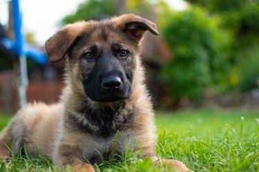 Closeup of brown German shepherd puppy